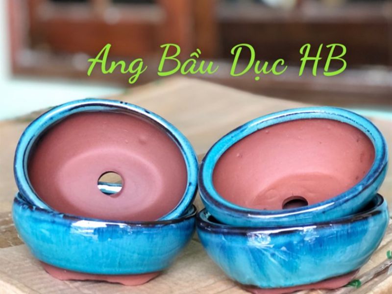 Chậu Ang bầu dục hoả biến 